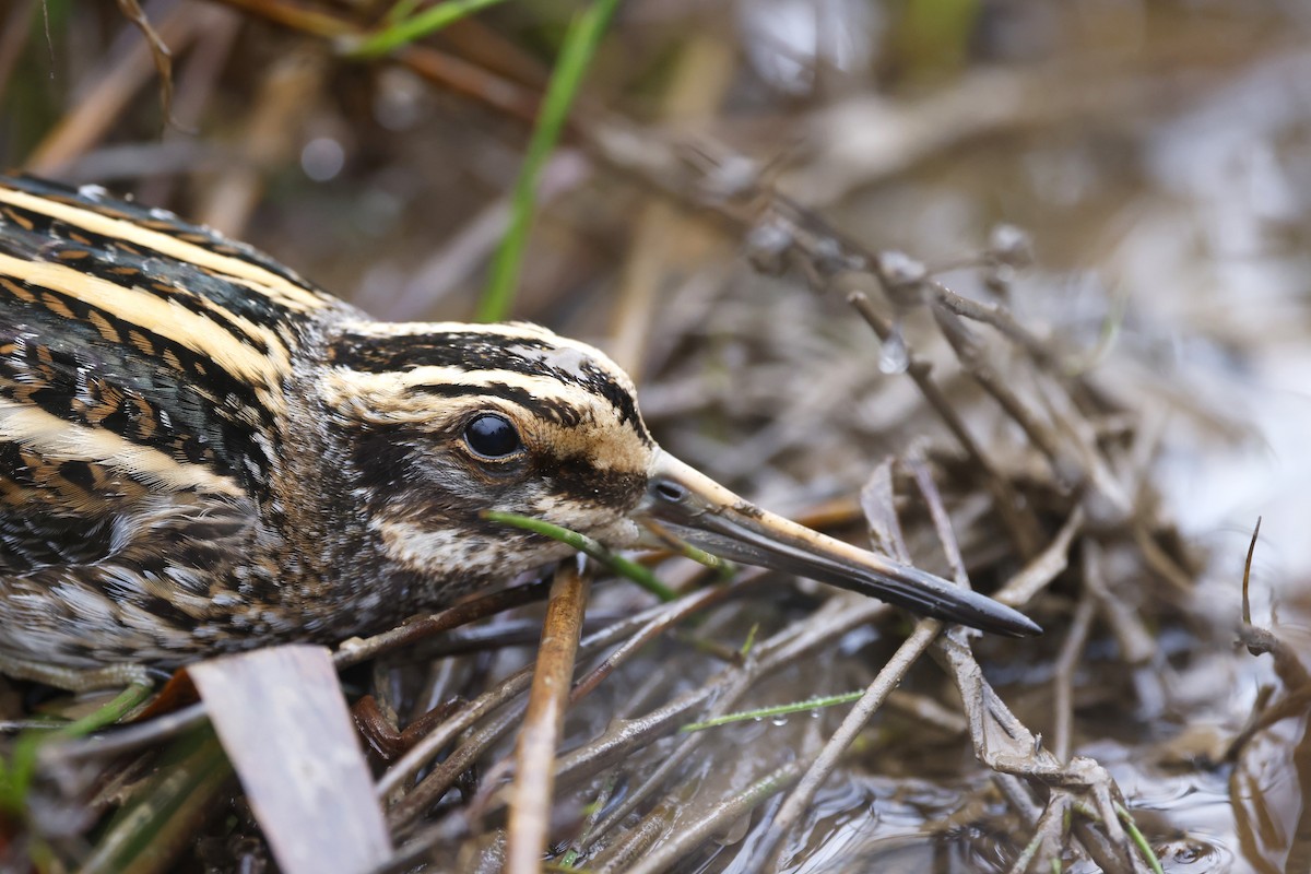 Jack Snipe - ML613340184