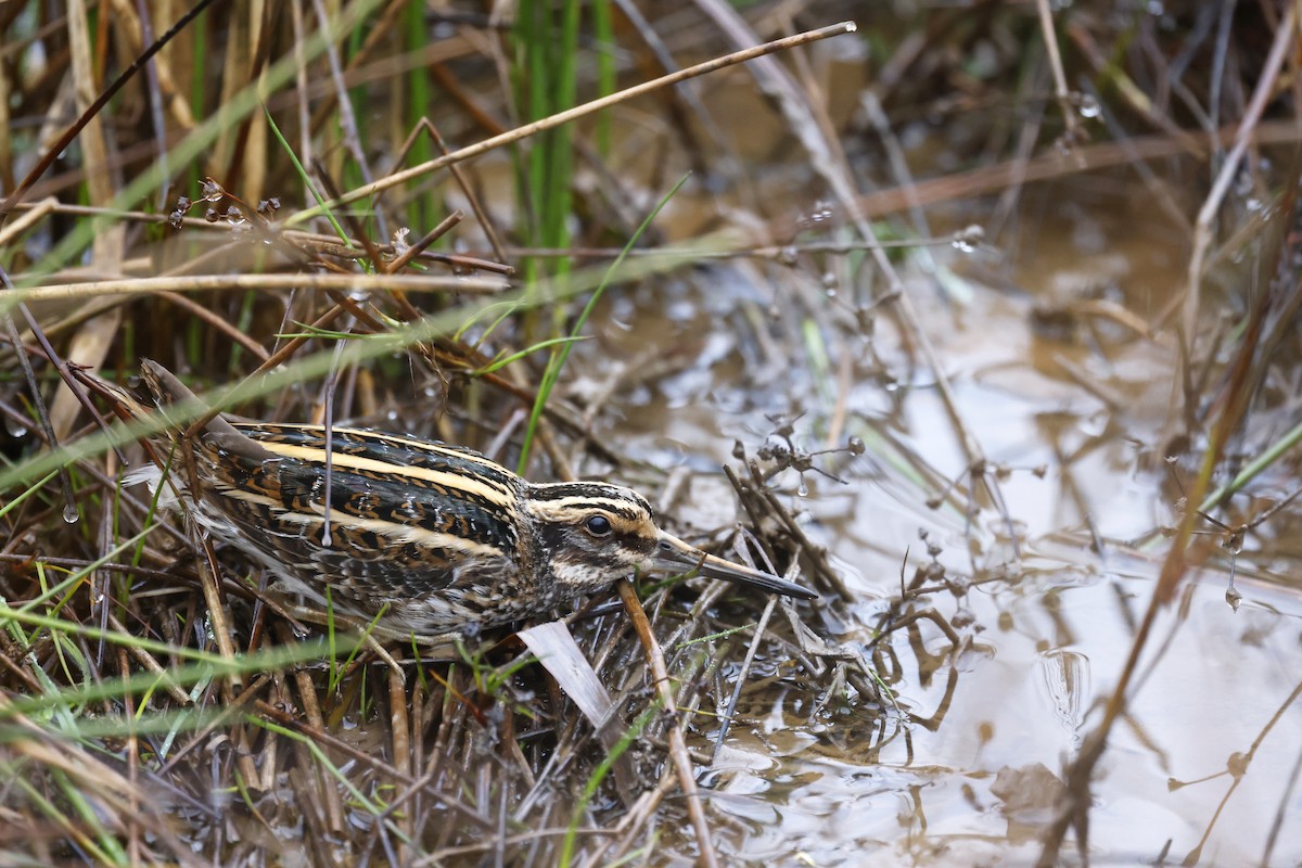 Jack Snipe - Daniel Branch