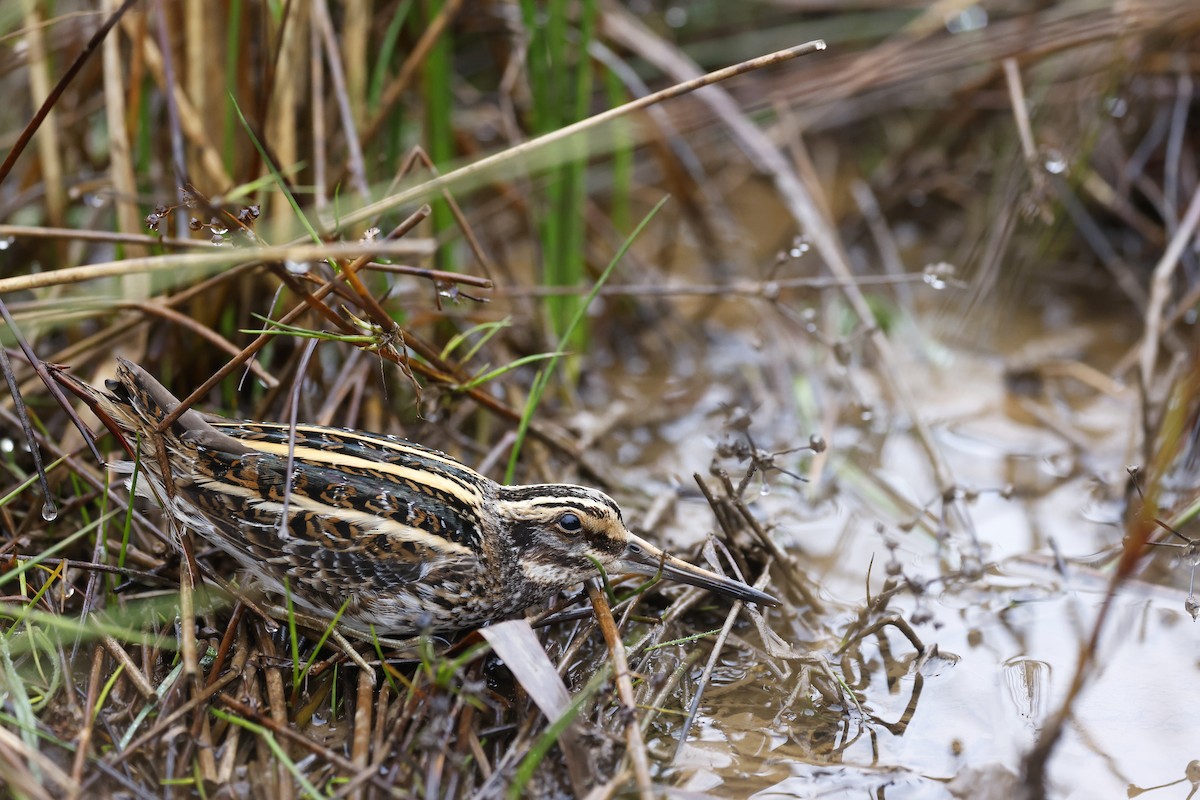 Jack Snipe - ML613340187