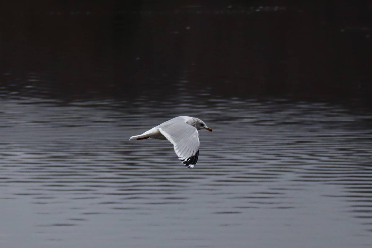 Ring-billed Gull - ML613340218