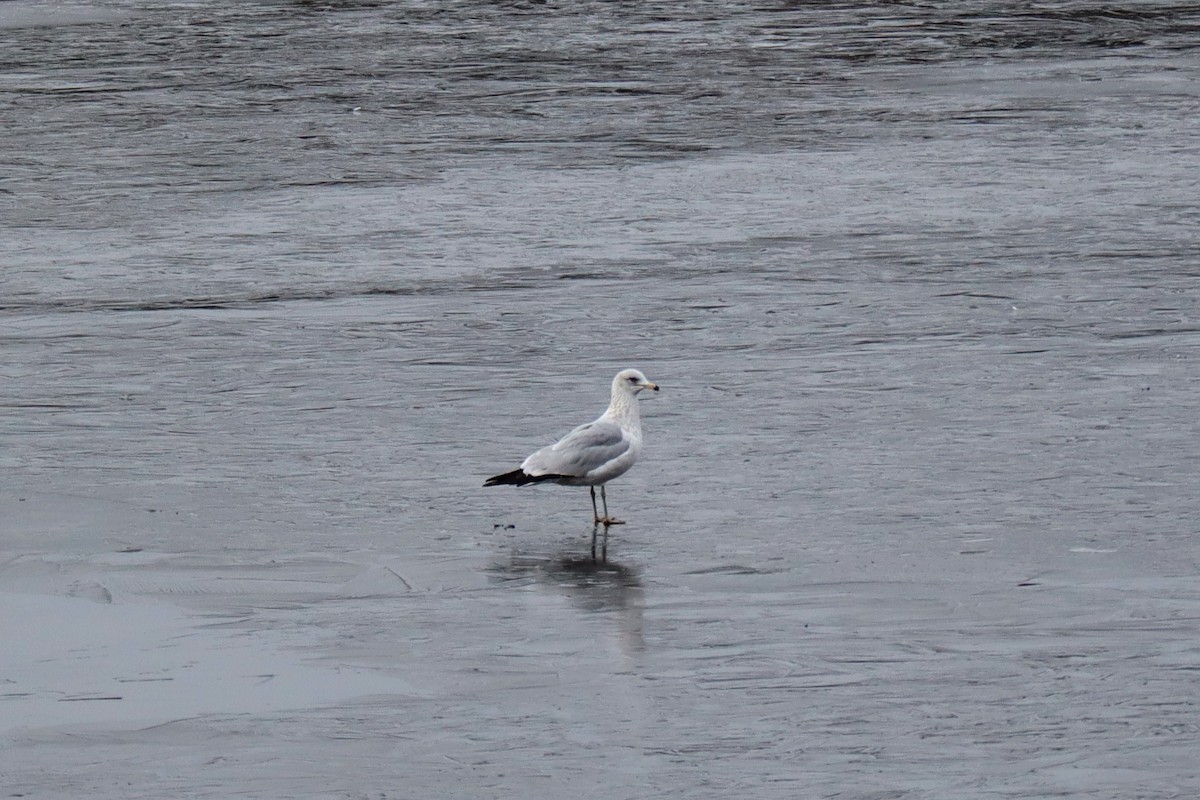 Ring-billed Gull - ML613340219