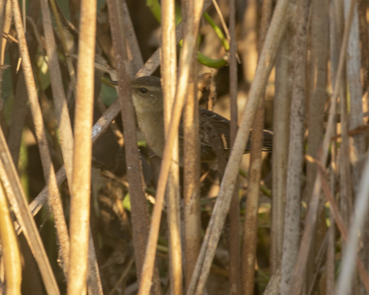 Pallas's Grasshopper Warbler - Paul Farrell