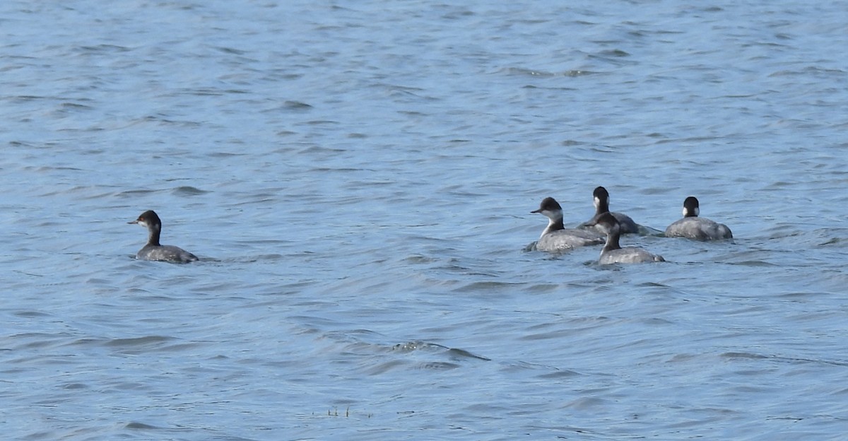 Eared Grebe - ML613340282