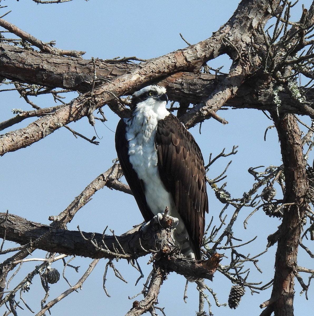 Águila Pescadora - ML613340286