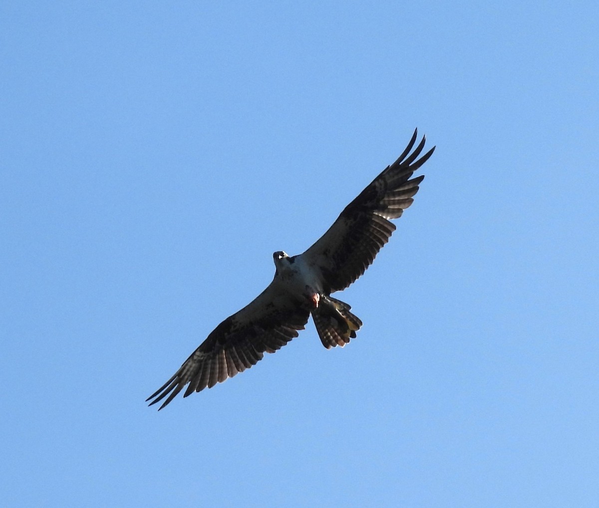 Águila Pescadora - ML613340293