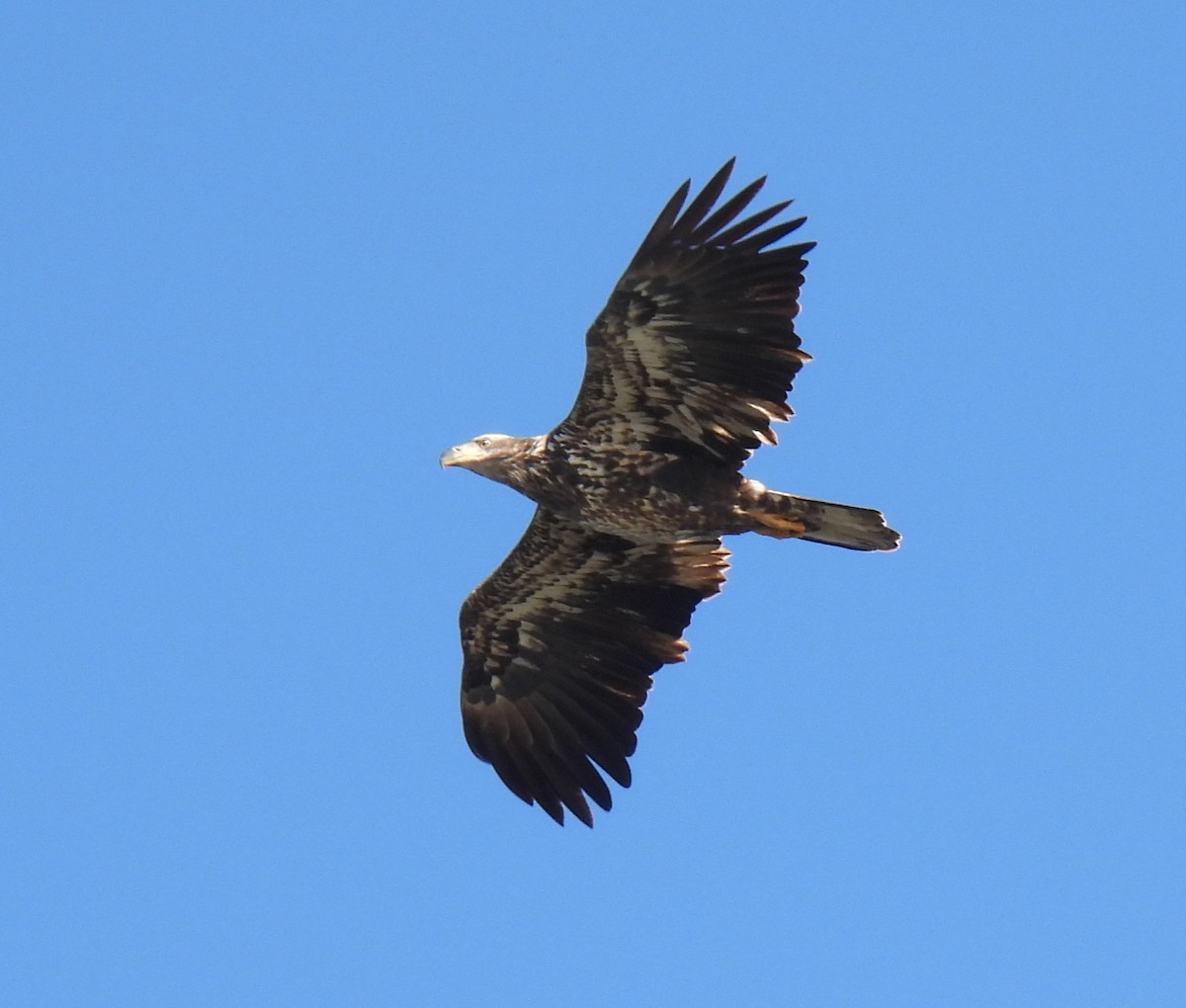 Bald Eagle - ML613340297