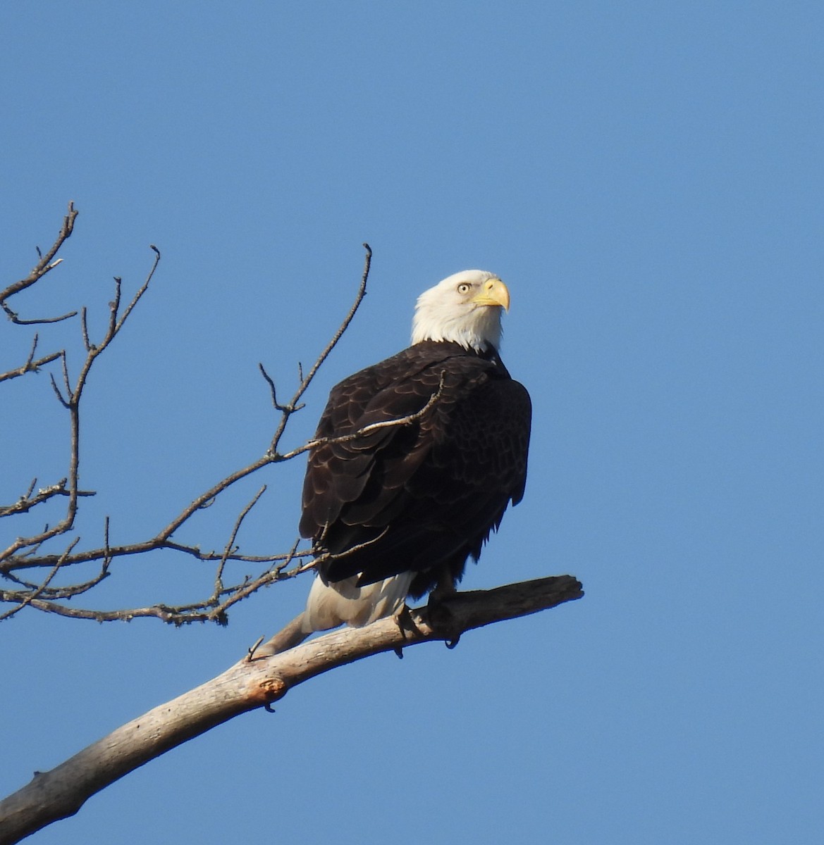 Bald Eagle - Shelia Hargis