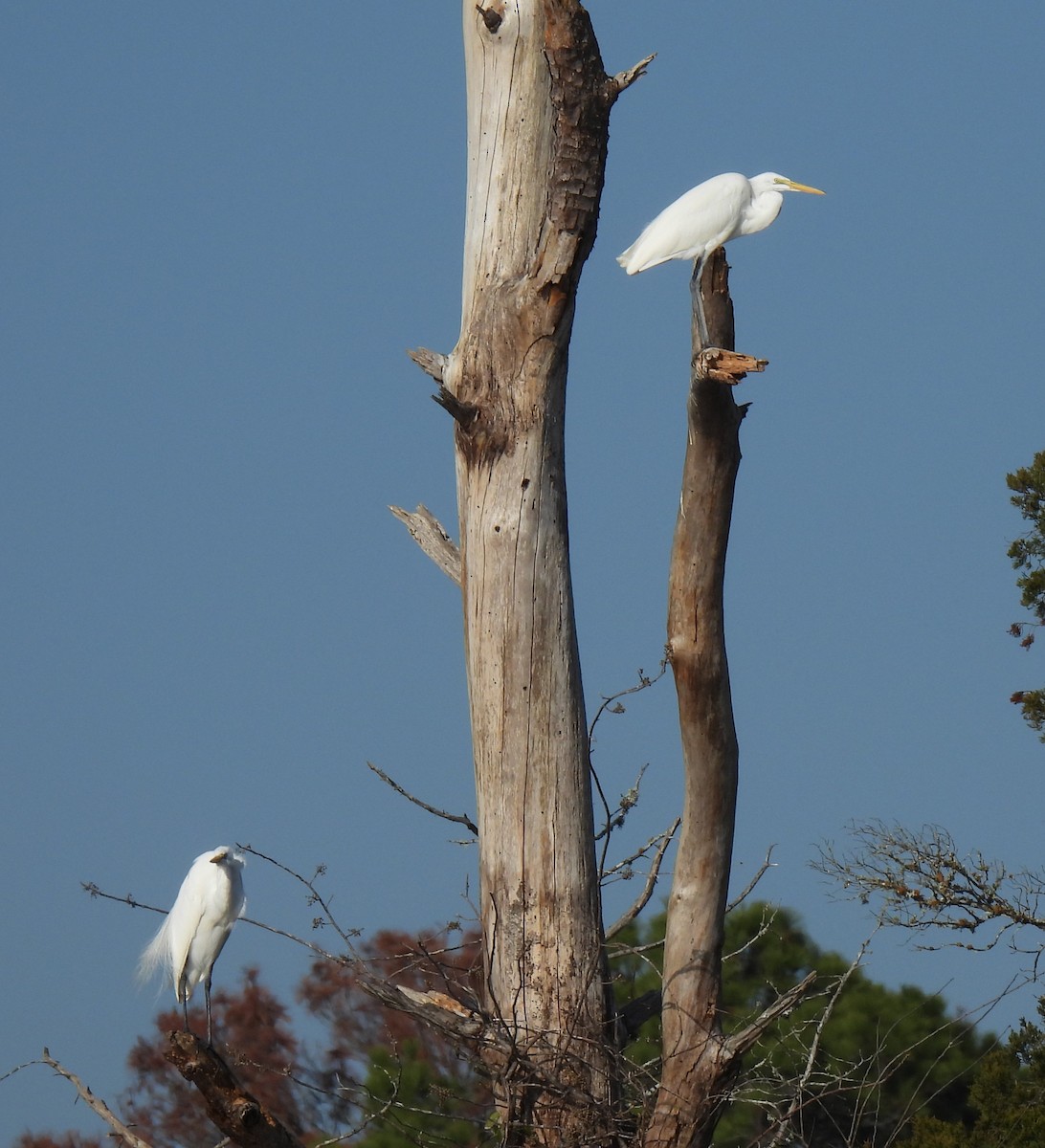 Great Egret (American) - ML613340303