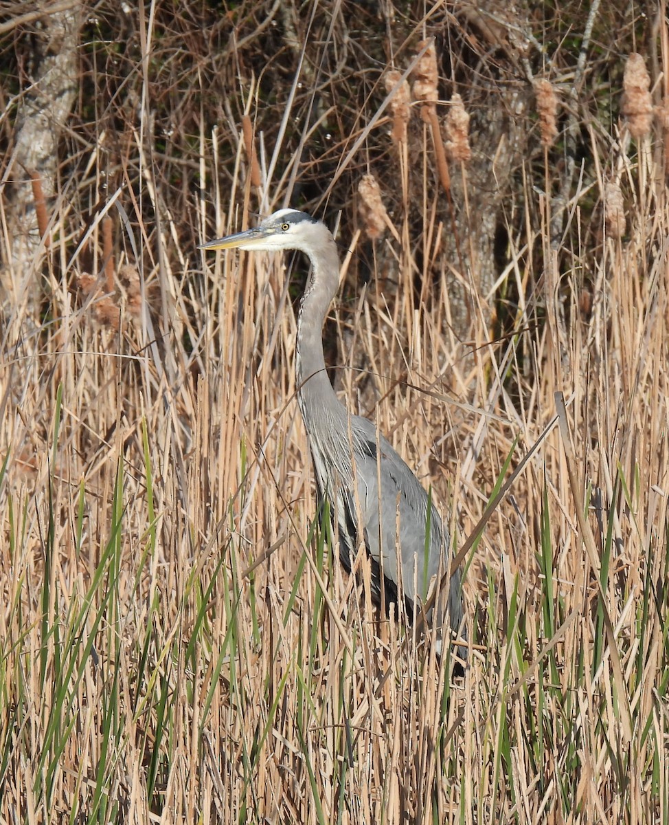 Great Blue Heron - ML613340306