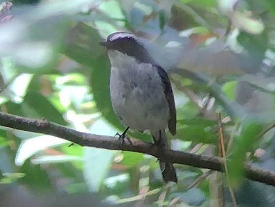 Gray Bushchat - ML613340318