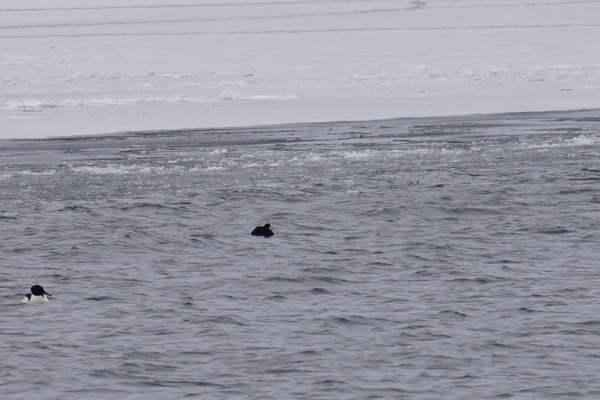 turpan žlutozobý - ML613340365