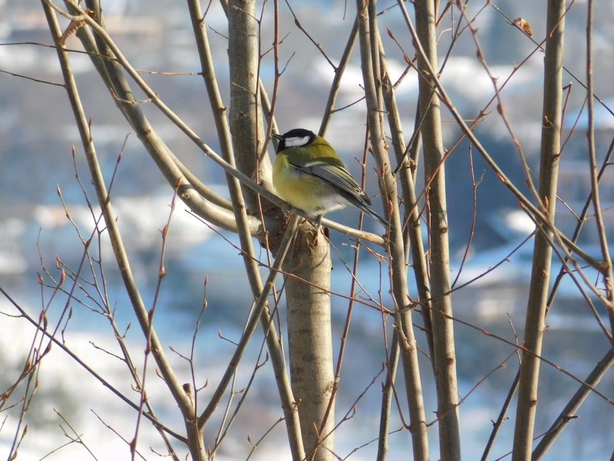 Great Tit - ML613340369