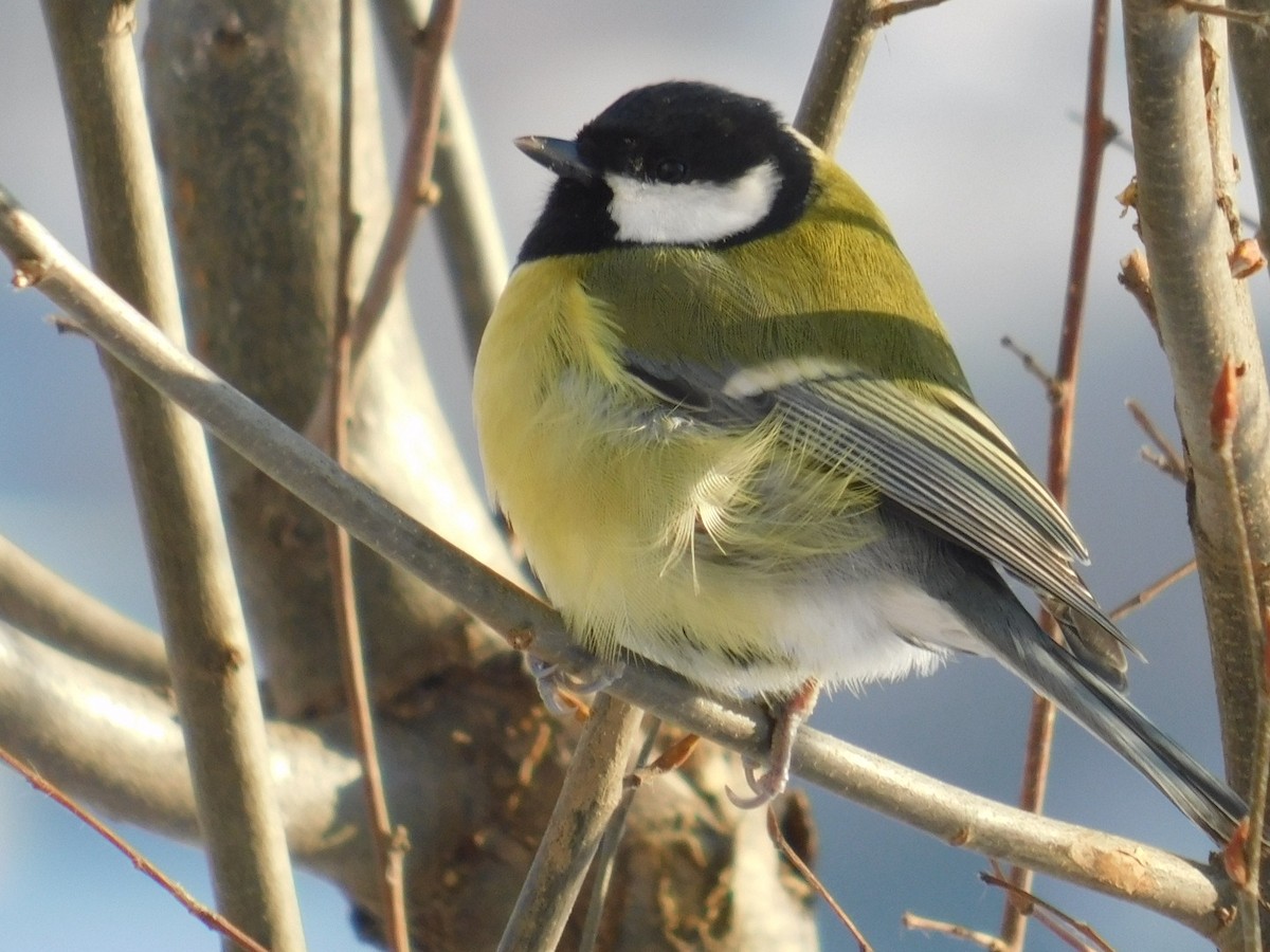 Great Tit - ML613340370