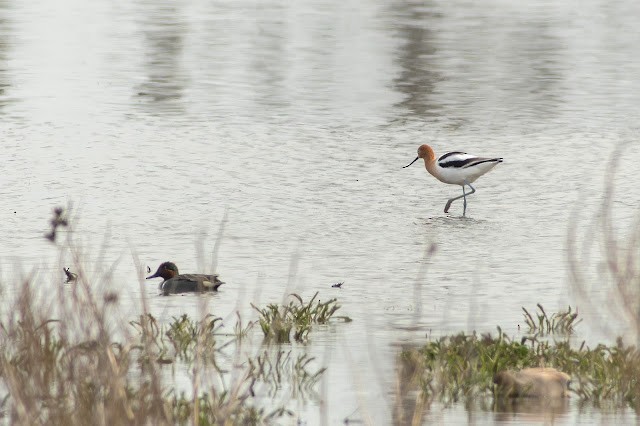 Avoceta Americana - ML613340373