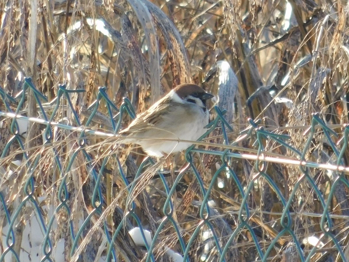 Eurasian Tree Sparrow - ML613340390