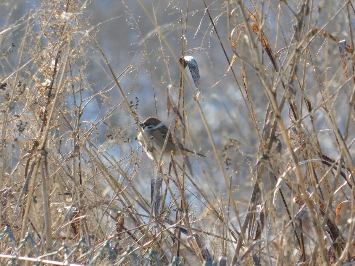 Eurasian Tree Sparrow - ML613340391
