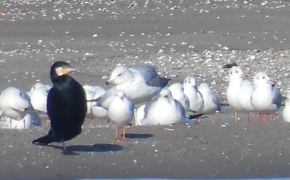 Gaviota Armenia - ML613340397