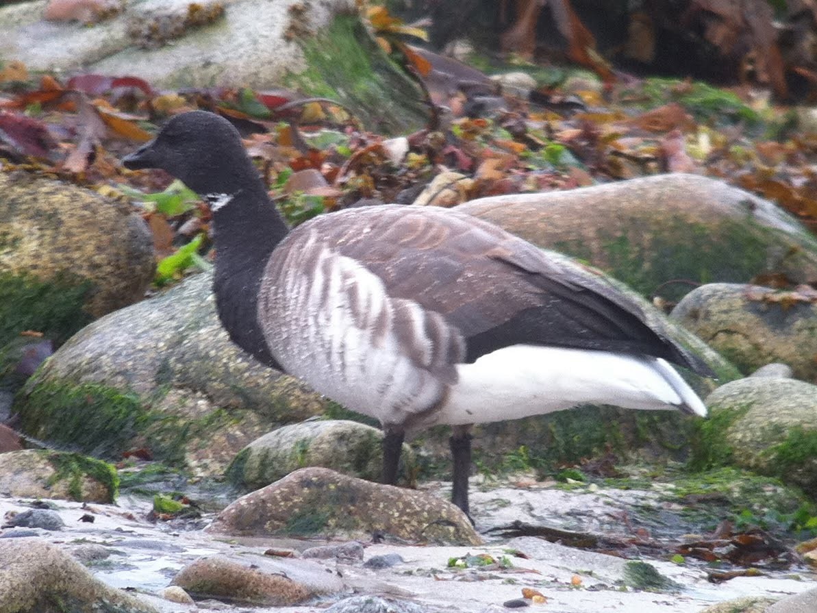 Brant (Atlantic) - ML613340408