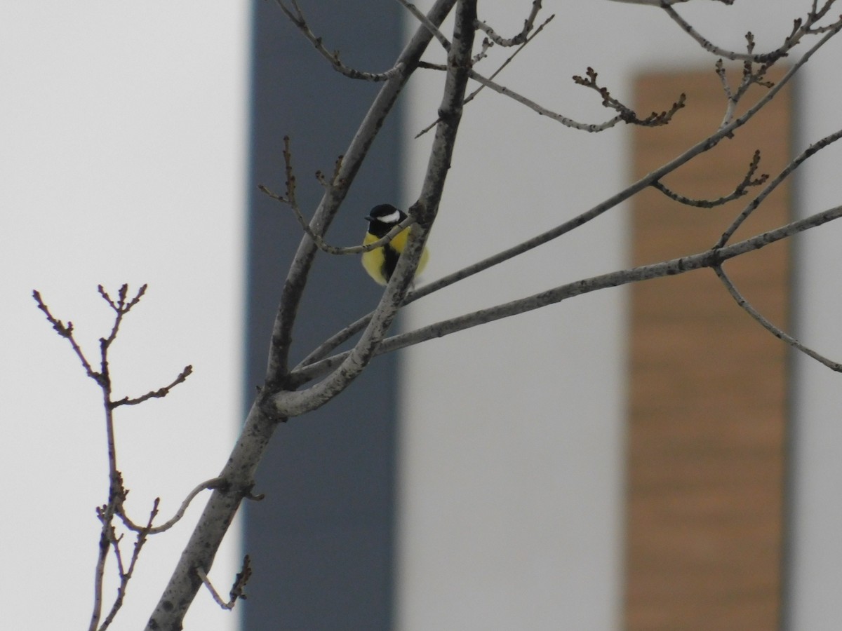 Great Tit - ML613340413