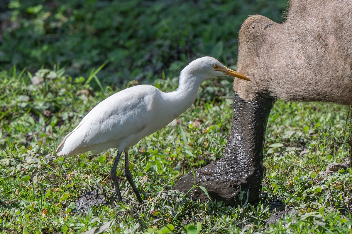 Eastern Cattle Egret - Dmitriy Aronov