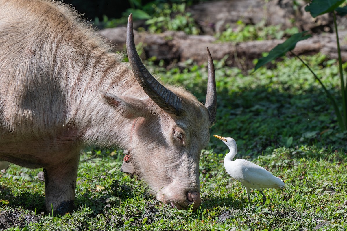 Eastern Cattle Egret - ML613340422