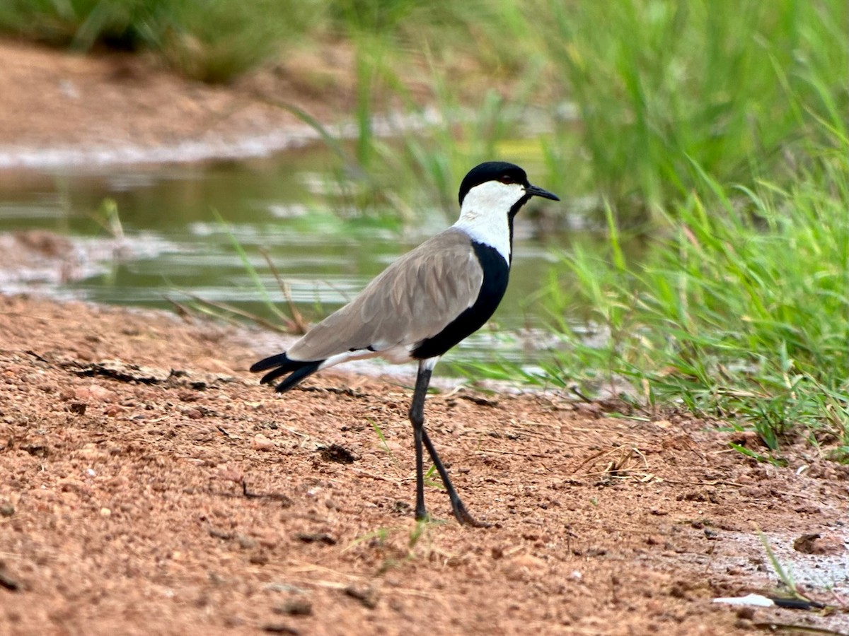 Spur-winged Lapwing - ML613340432