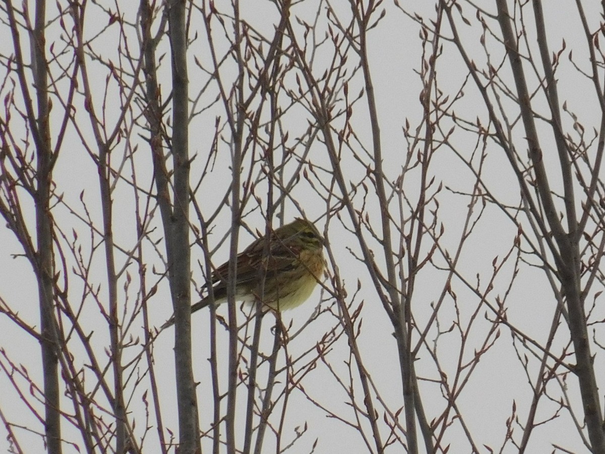Cirl Bunting - ML613340436