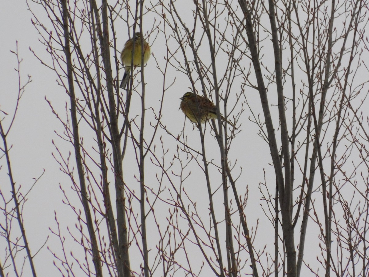 Cirl Bunting - ML613340437