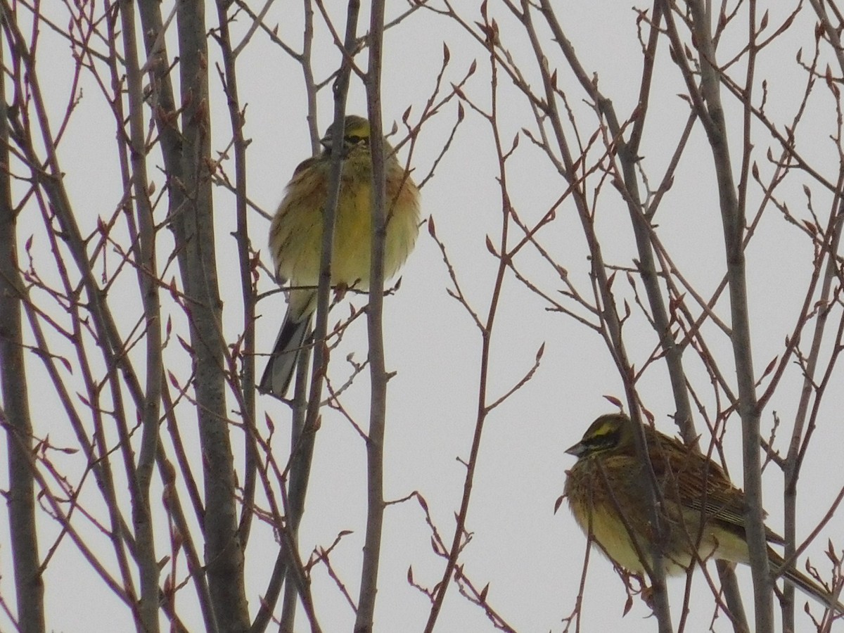 Cirl Bunting - ML613340438