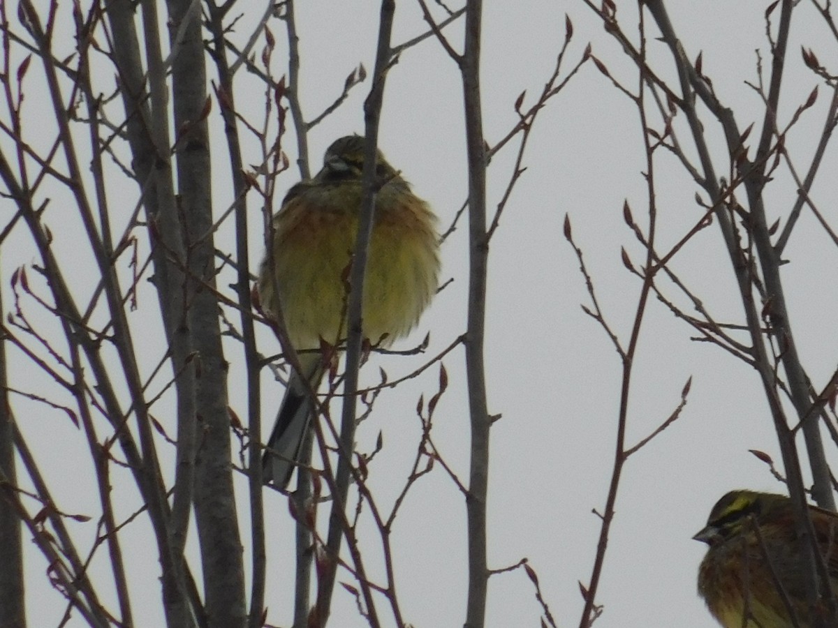 Cirl Bunting - ML613340439