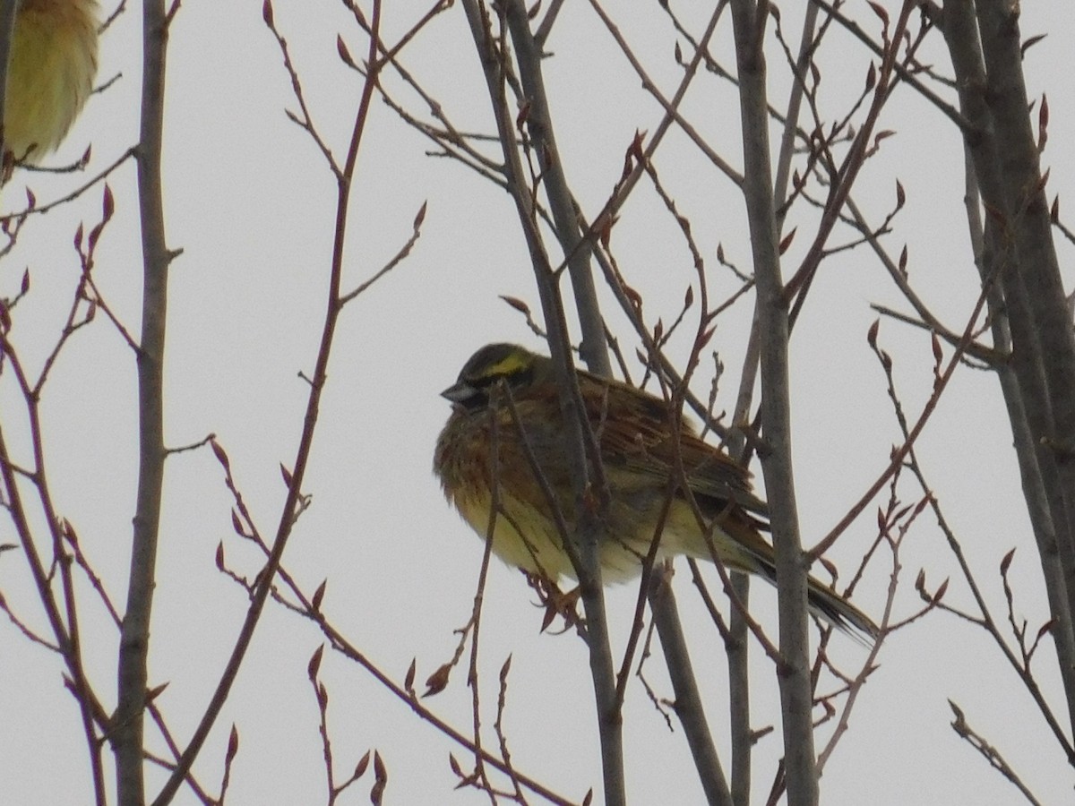 Cirl Bunting - ML613340440
