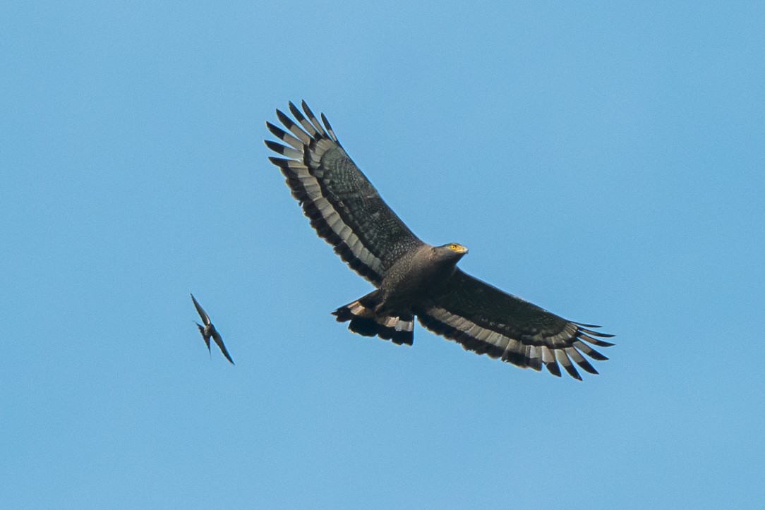 Crested Serpent-Eagle - Dmitriy Aronov