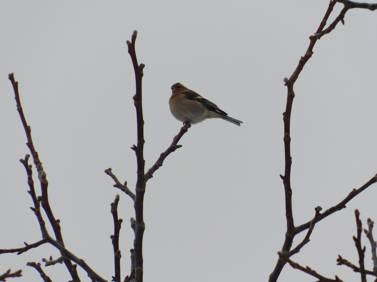 Common Chaffinch - ML613340476
