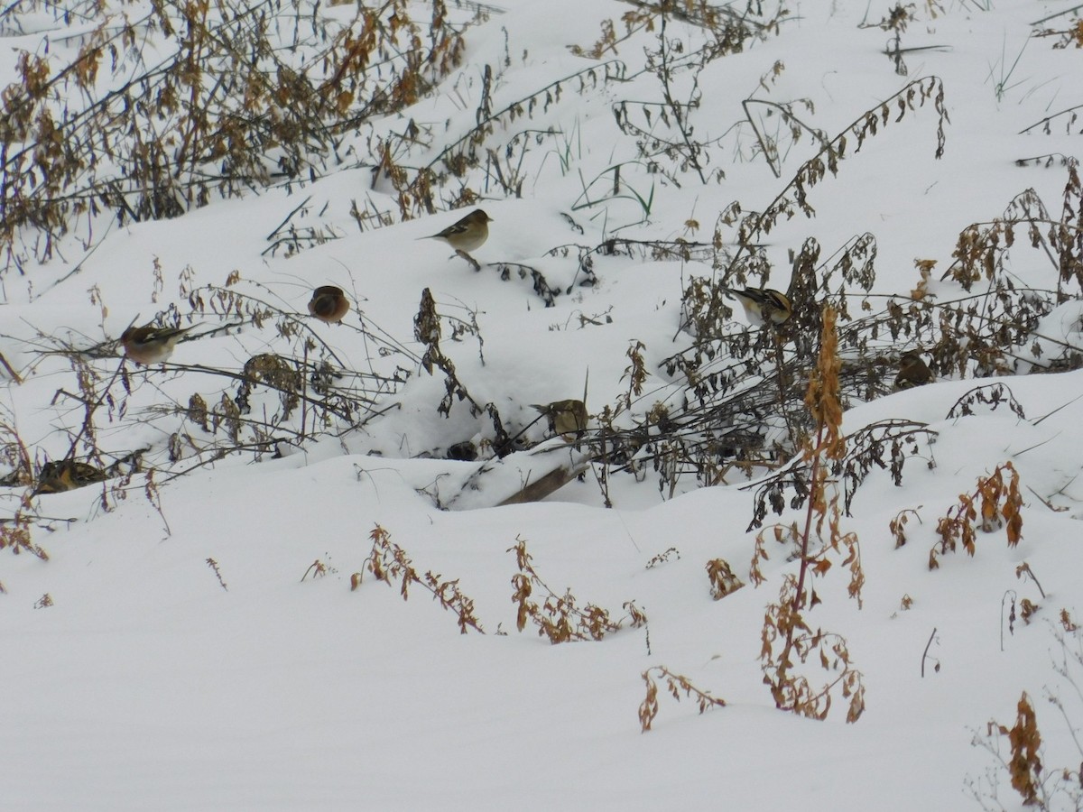 Common Chaffinch - ML613340477