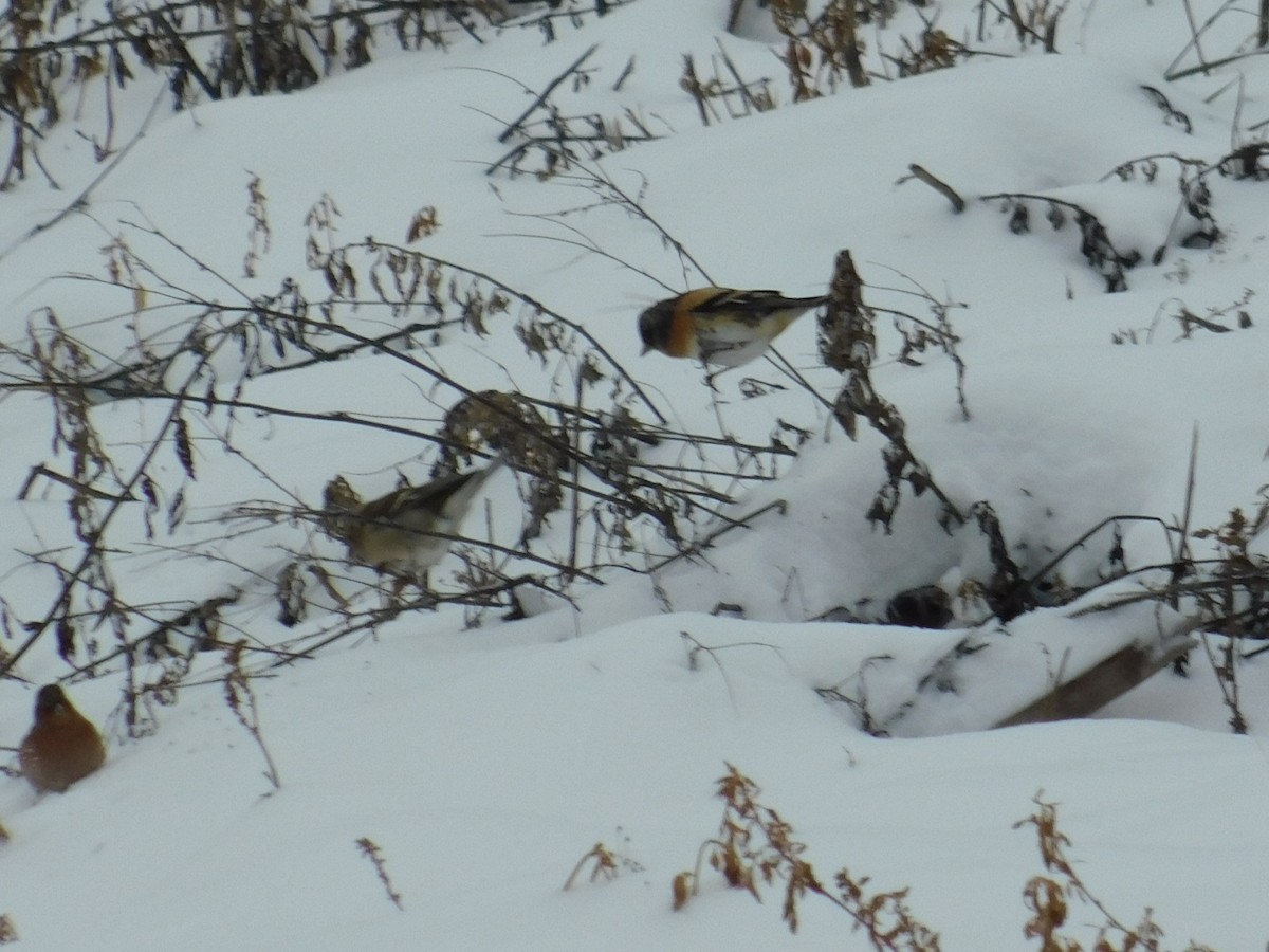 Brambling - ML613340500