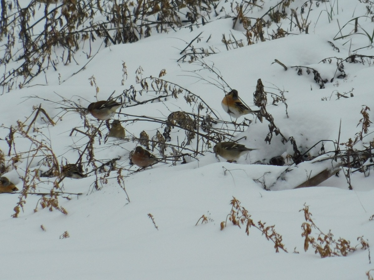 Brambling - ML613340501
