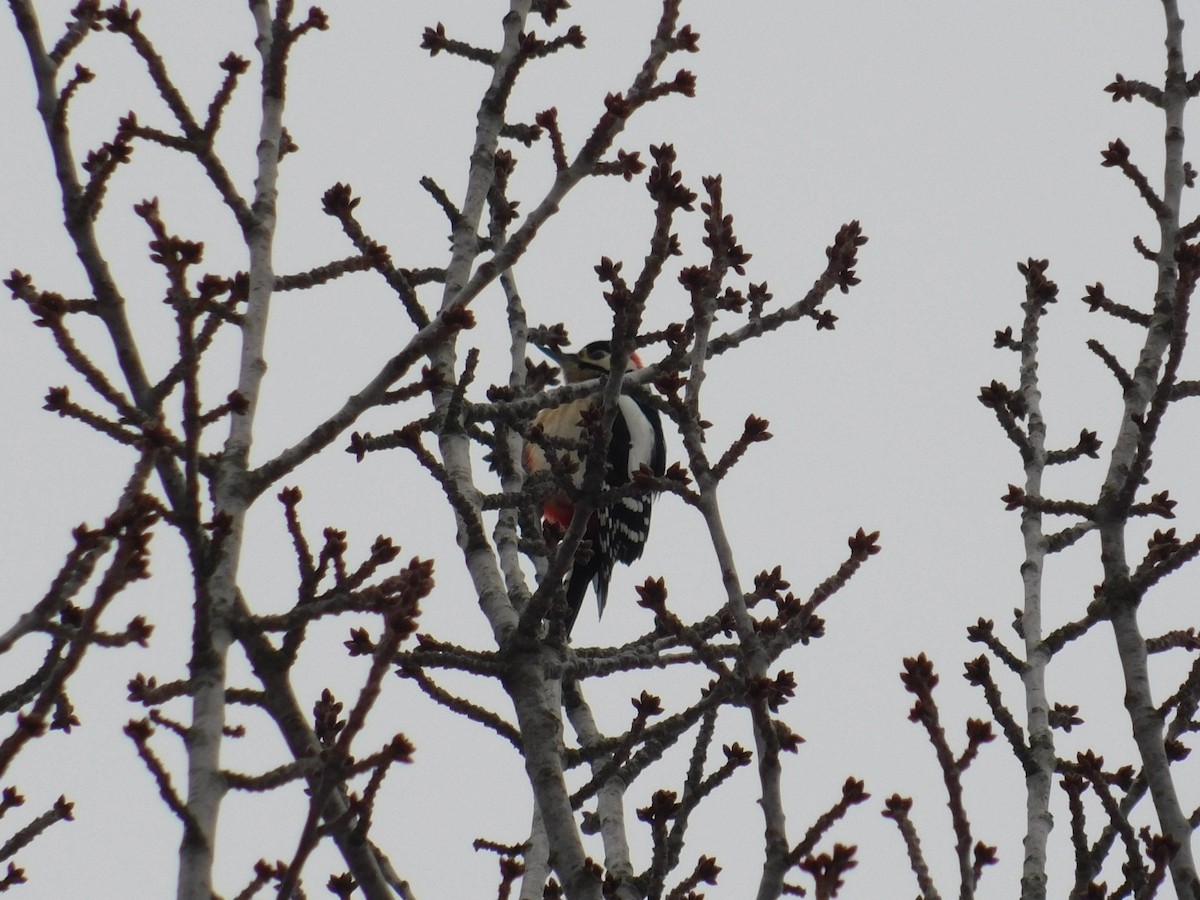 Great Spotted Woodpecker - ML613340525