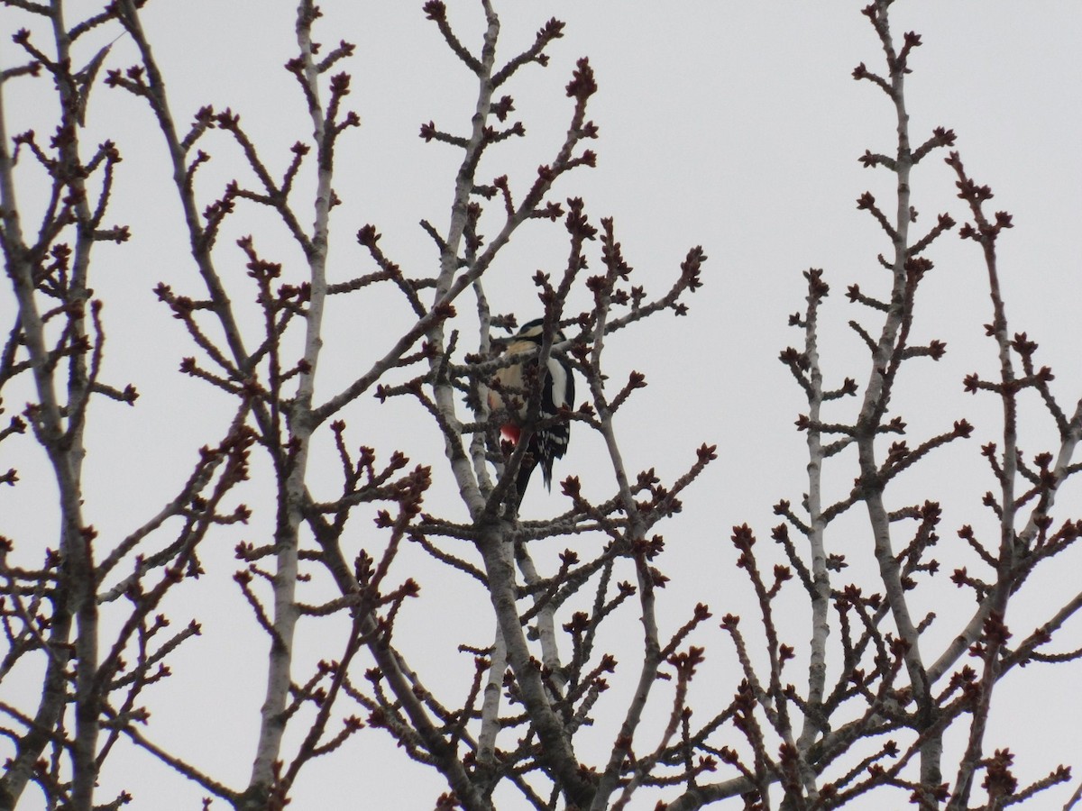 Great Spotted Woodpecker - ML613340526