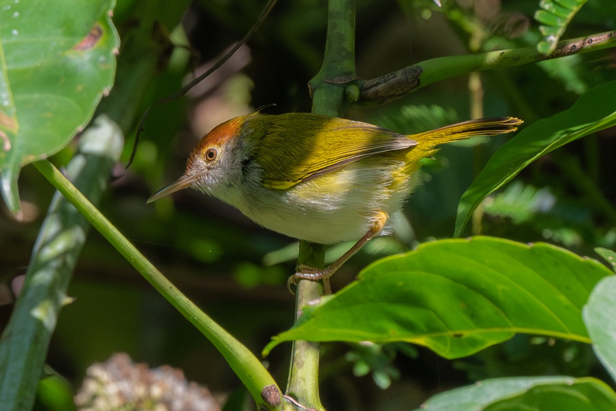 Rotstirn-Schneidervogel - ML613340527