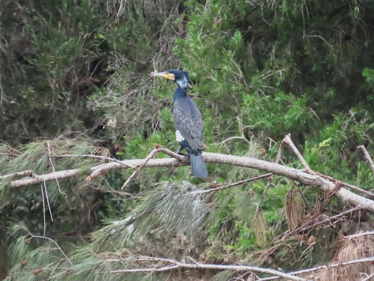 Great Cormorant - ML613340537