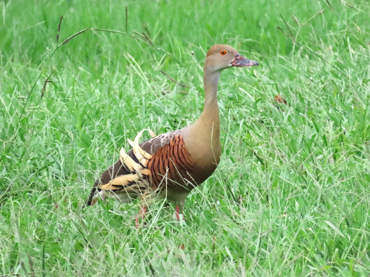 Plumed Whistling-Duck - ML613340547