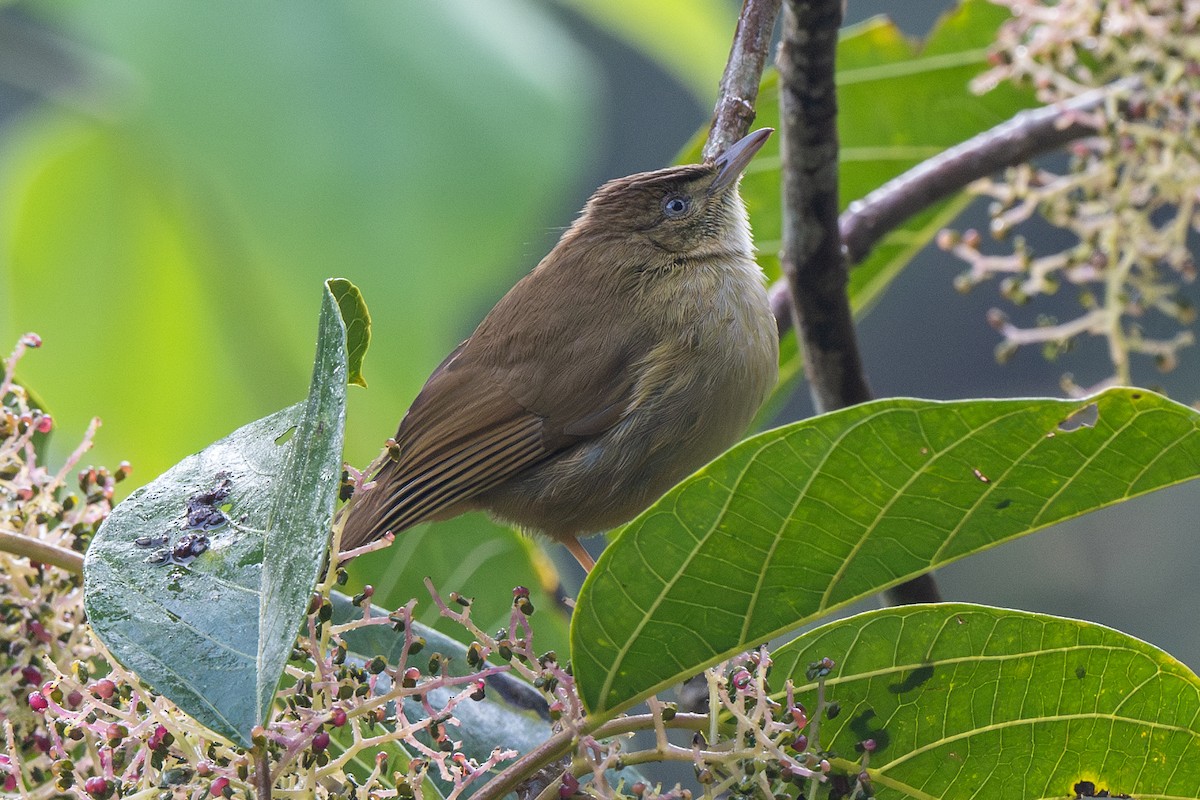 Gray-eyed Bulbul - ML613340548