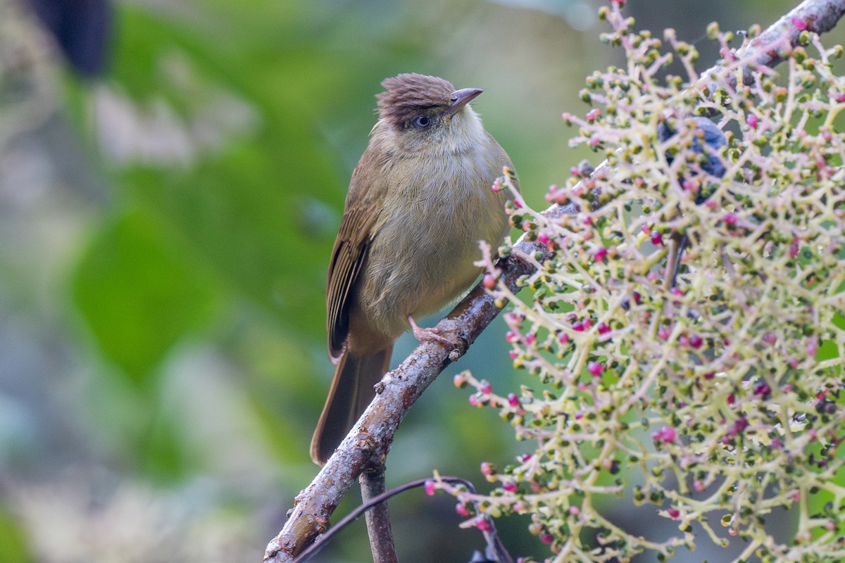 Gray-eyed Bulbul - ML613340549