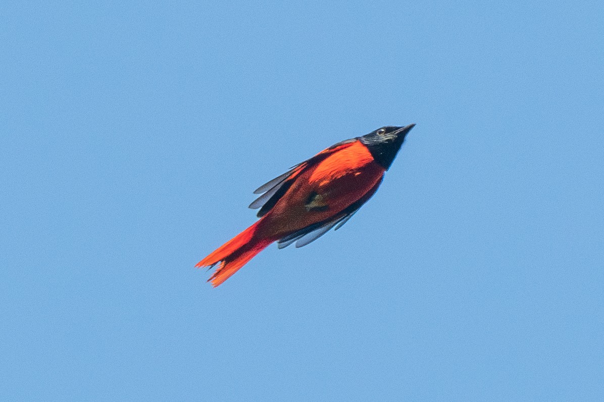 赤紅山椒鳥 - ML613340577