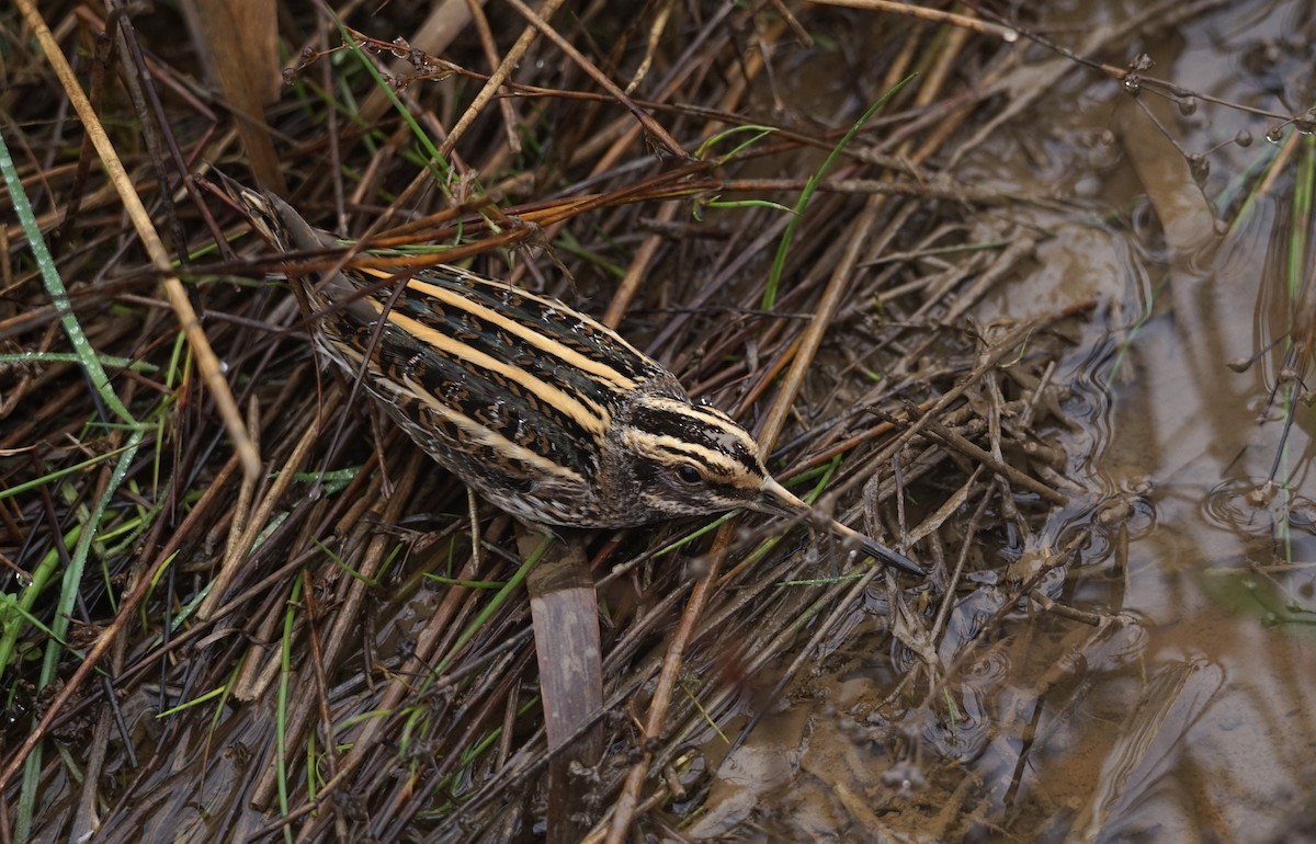 Jack Snipe - ML613340607