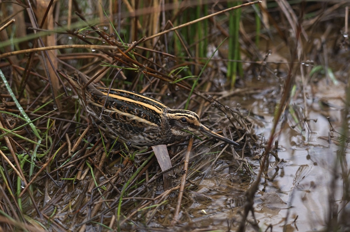 Jack Snipe - ML613340608