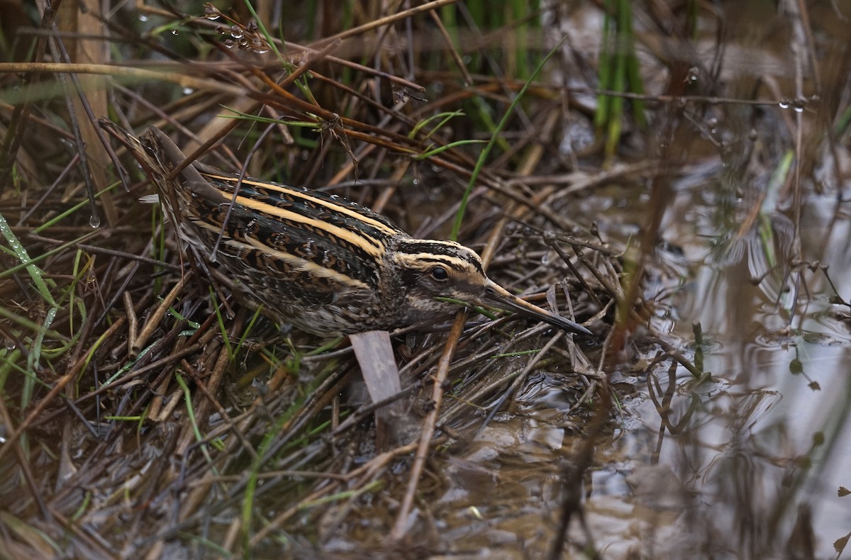 Jack Snipe - ML613340609