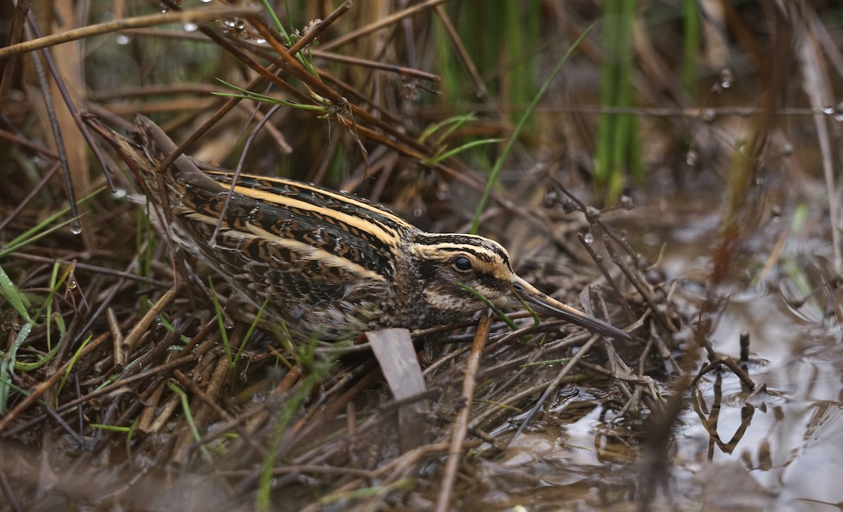 Jack Snipe - ML613340610