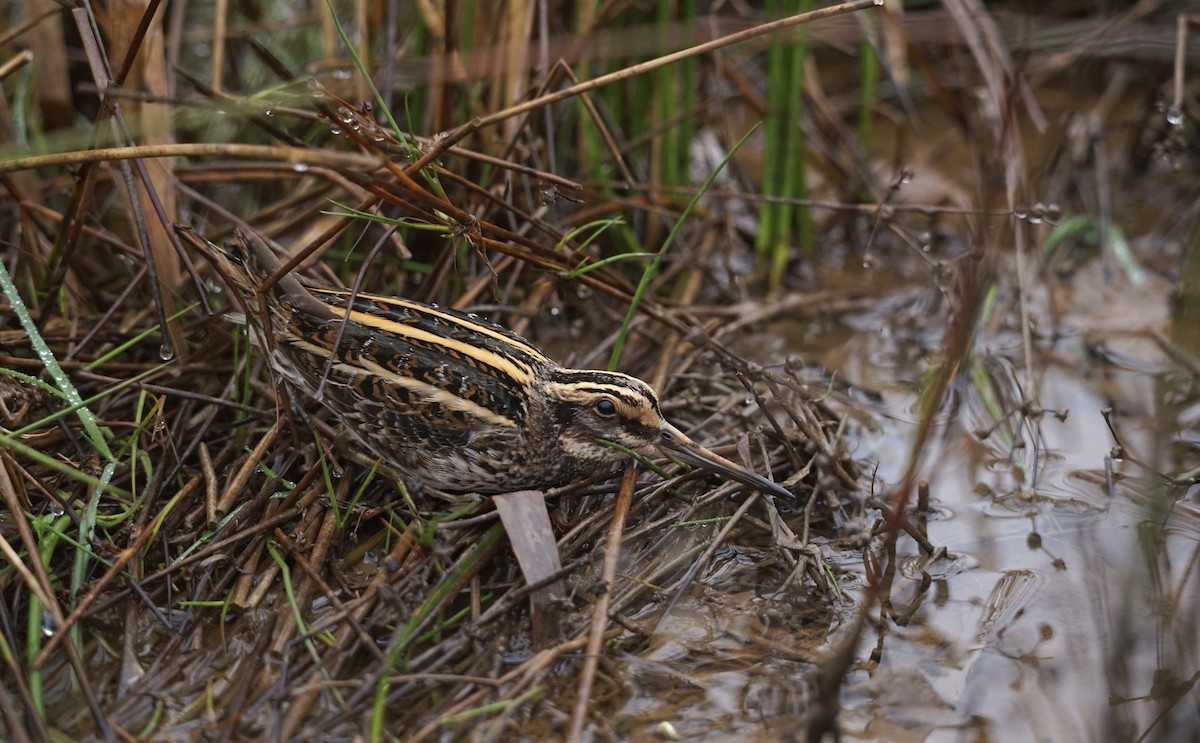 Jack Snipe - ML613340611