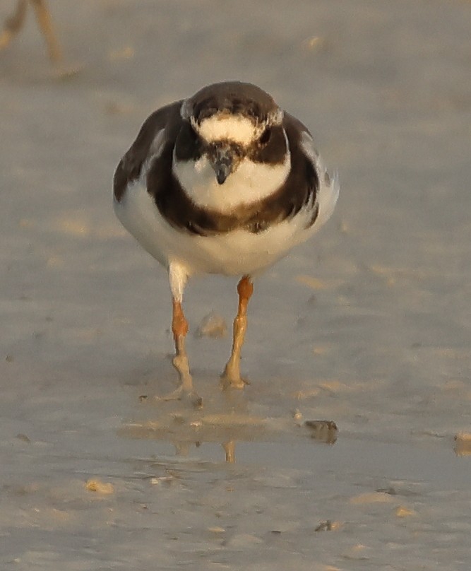 Common Ringed Plover - ML613340620